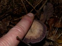 Violetter Lacktrichterling